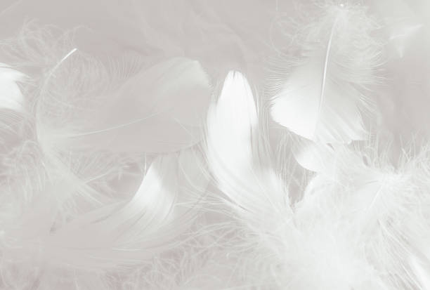 istock Beautiful abstract gray feathers on white background and soft white feather texture on white pattern and gray background, smooth feather background, black banners 1251806056