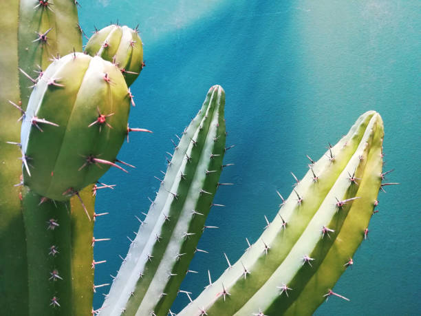 - March 20, 2025 : Vintage toned image of various cacti plants with spiky textures clustered together on reddish gravel. Shows diverse shapes and natural beauty.
