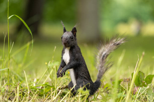 l’écureuil noir et blanc pendant la mue regarde autour de l’herbe - squirrel red squirrel black forest forest photos et images de collection