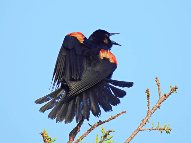 istock Red-winged Blackbird (Agelaius phoeniceus) male perched on a tree singing 1251837975
