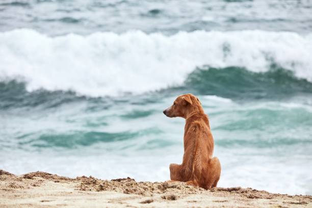 Lonely dog sitting on beach and looking at sea.