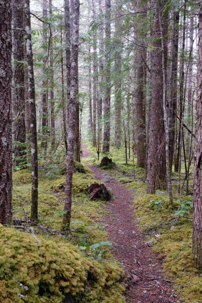 istock Trail meanders through forest.  Chilliwack Lake Provincial Park, BC, Canada 1251844831