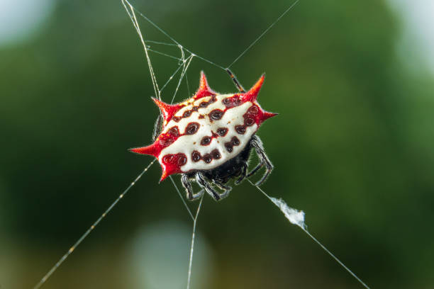 20+ Florida Crab Spider Stock Photos, Pictures & Royalty-Free Images