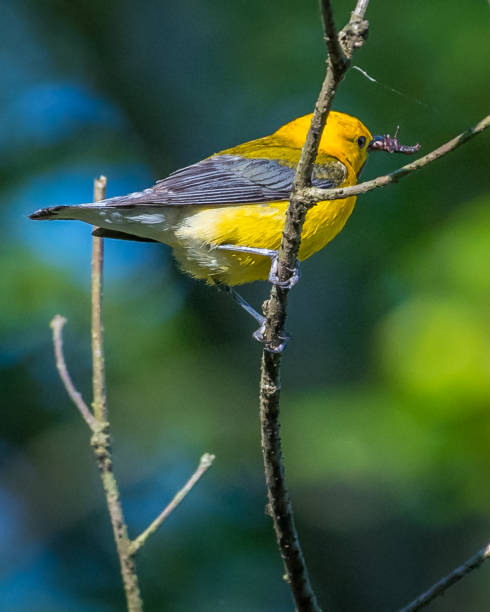 istock Prothonotary Warbler bird on a branch 1251848127