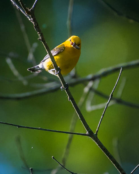 istock Prothonotary Warbler bird on a branch 1251848647