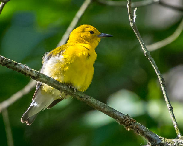 istock Prothonotary Warbler bird on a branch 1251849229