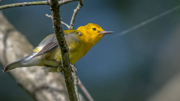 istock Prothonotary Warbler bird on a branch 1251849448
