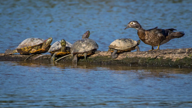 istock Wood Duck at Huntley Meadows Park in Virginia 1251849558