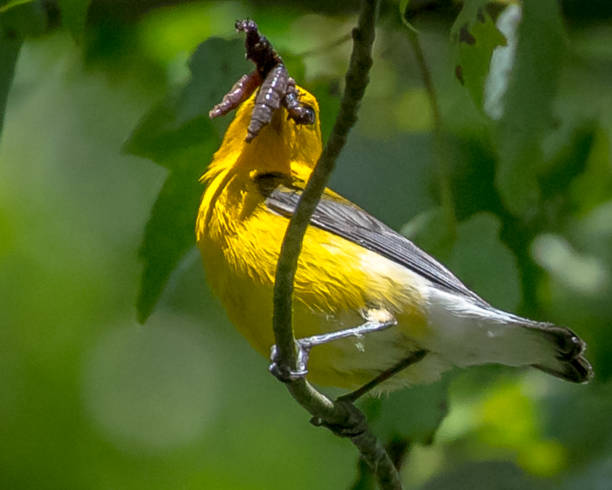 istock Prothonotary Warbler bird on a branch 1251849785