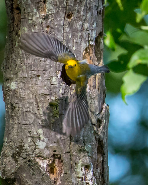 istock Prothonotary Warbler bird on a branch 1251849787