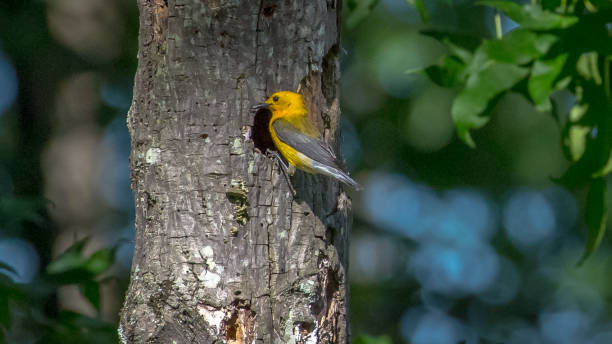 istock Prothonotary Warbler bird on a branch 1251849793
