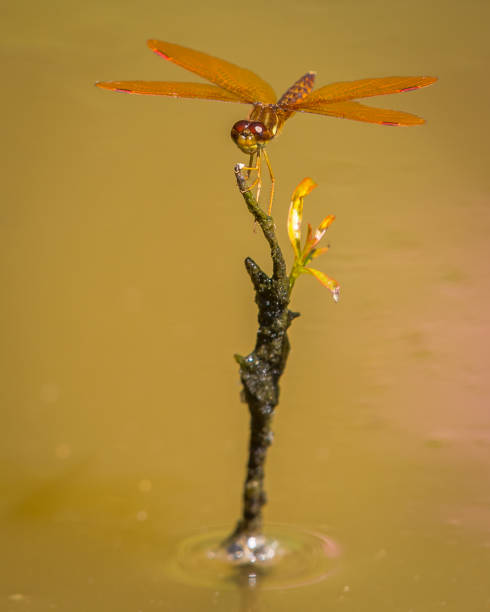 istock Red Dragonfly on the branch 1251850347
