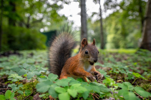 istock Red squirrel hide her nut in the earth of the forest 1251850370