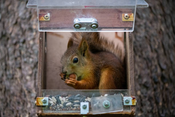Wild squirrels in the park feeding by human