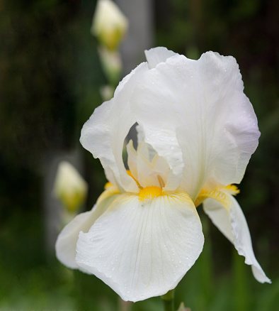 Iris pallida, the Dalmatian iris or sweet iris, is a hardy flowering perennial plant of the genus Iris, family Iridaceae.