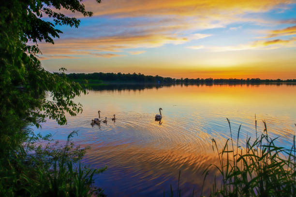 Swans Swimming at Dusk on quiet lake.