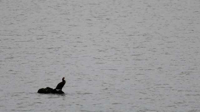 one cormorant standing on a trunk in the river