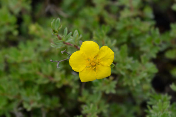 istock Shrubby Cinquefoil Goldteppich 1251873102