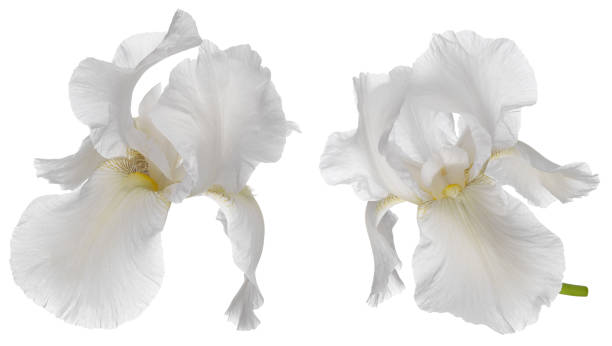 istock Iris flower head on stem set isolated on white background 1251878463