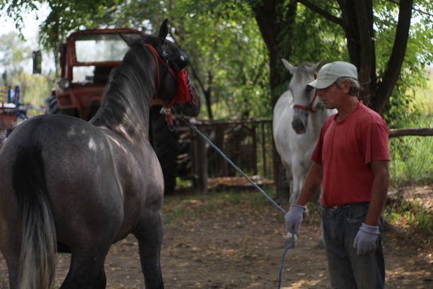 istock Man and his horse 1251880552