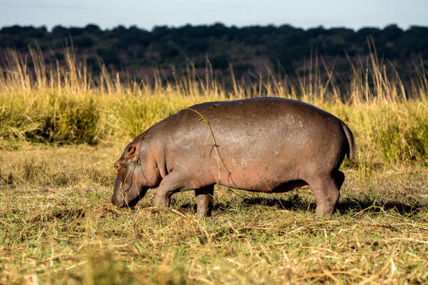 istock Chobe National Park, Botswana (Africa) 1251887035
