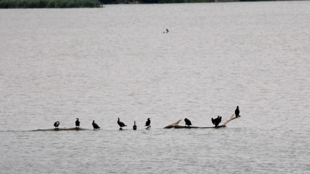 Flock of Cormorant birds standing on a trunk in the middle of the river