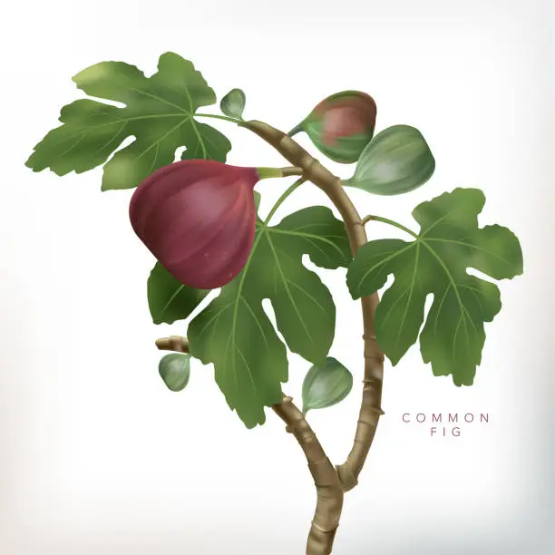 Vector illustration of Vector 3D illustration Common Fig Tree Illustration in White Background