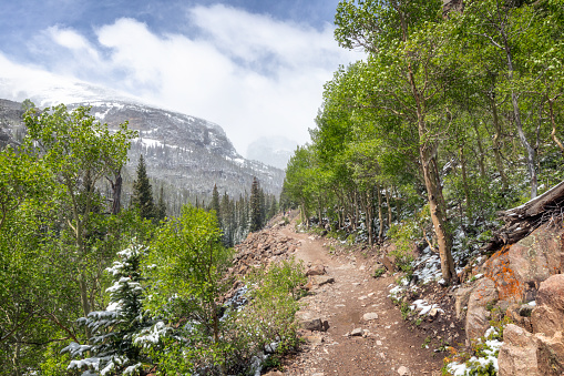 Spring Trees with a dusting of snow on them along a hiking trail up to Mills Lake and Loch Vale in Rocky Mountain National park