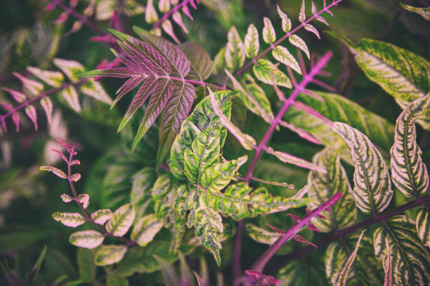 istock Colorful leaves background 1251899620