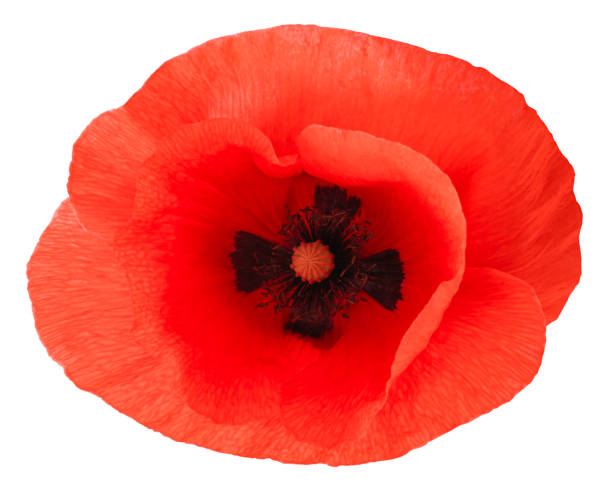 istock red poppy flower isolated on white background 1251899763
