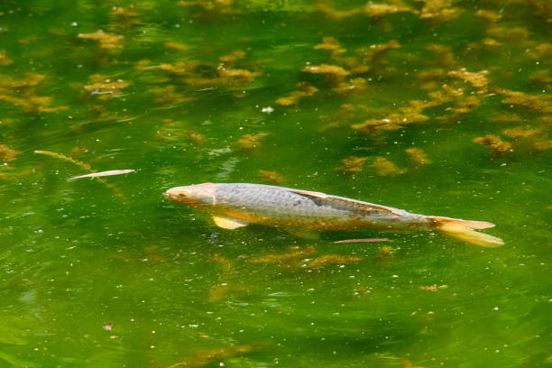 Fish pond in lake. Carp (Cyprinus carpio) seen from above
