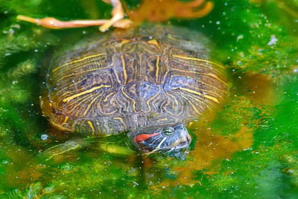 la tortue de fleuve nage dans le lac - hawksbill turtle photos et images de collection
