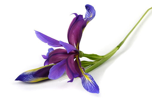 Purple flower of Iris graminea isolated on white background. High resolution photo. Full depth of field.