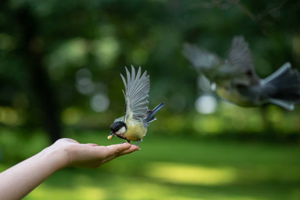 istock Small birds titmouses fly to the human hand to feed by nuts 1251908870