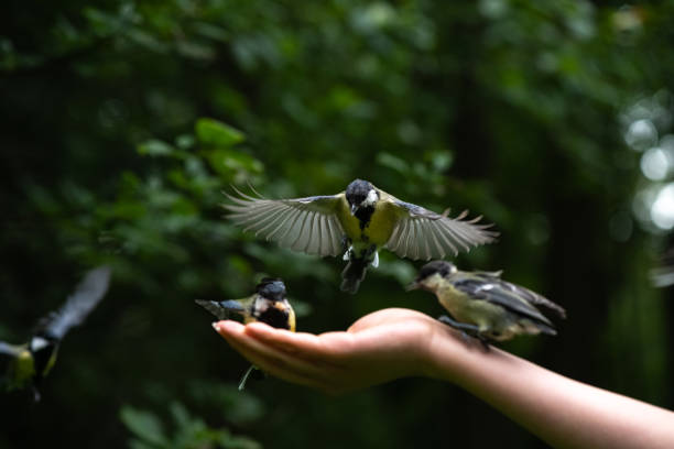 istock Flying small birds around female hand to feed by nuts 1251912183