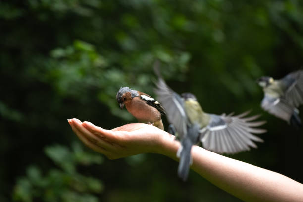 istock Many different little birds feeding from human hand by nuts 1251912742