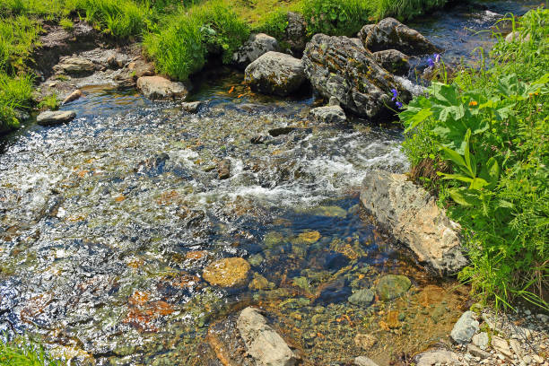 Clear water in the stream creek on meadow. Clean creek in the mountains in a green valley. Blurred motion of bubbling water in a stream shallow stream among grass. Nature park Ergaki, Russia, Siberia. Krasnoyarskii krai krasnoyarsk krai photos stock pictures, royalty-free photos & images