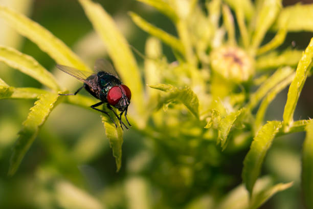 istock Macro of Brachycera Fly Sitting on a Leaf 1251914913