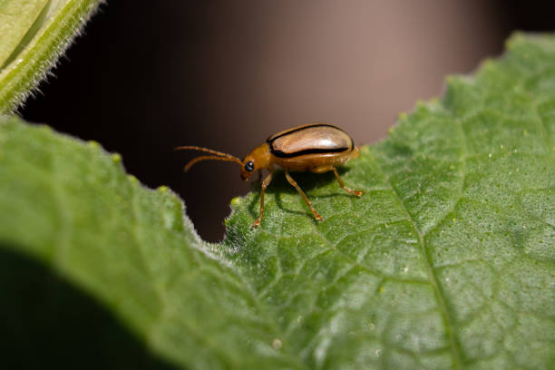 istock Macro of Leaf Beetle Insect Sitting on a Leaf 1251917023