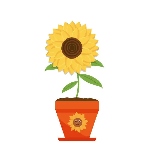 Vector illustration of Three yellow sunflower in the flower pot vector illustration, natural flora on a white background. Isolated sunflower on a white light background, summer bright.