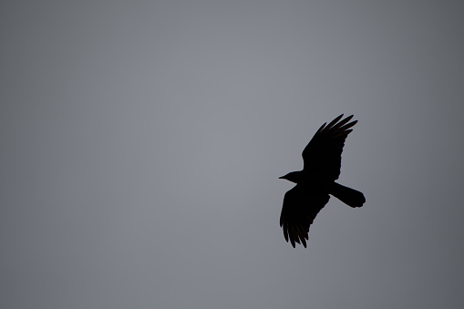 silhouette of a Crow on the top of a tree, white background