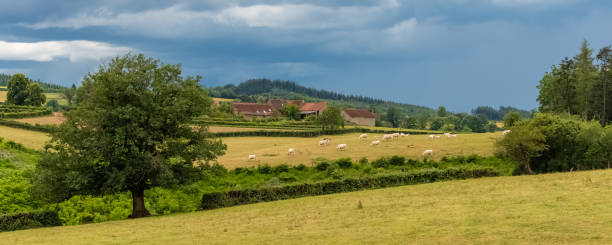 Beautiful campaign in France, in Burgundy, with a typical farm and a herd of cows