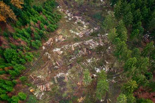 Tree felling works, forest dieback - storm damage, aerial view