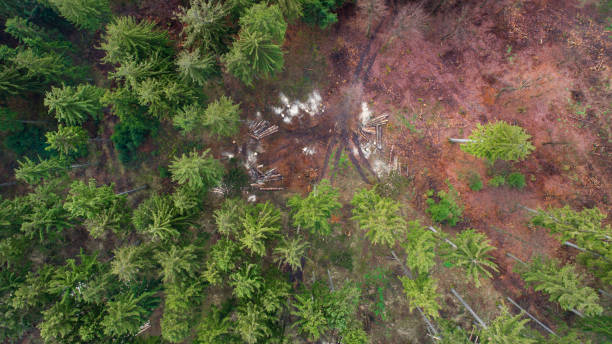 istock Tree felling works, forest dieback - storm damage, aerial view 1251930074