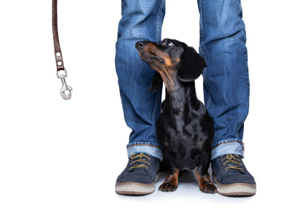 istock dog and owner  with leash for a walk 1251930583
