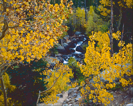 Aspen Autumn colors are ending and it's time for winter: a vantage view looking down on a mountain stream