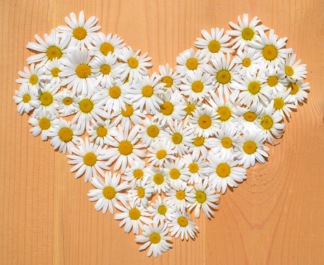 Daisy flowers in a shape of heart on wooden background