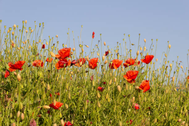 istock Blooming red poppy meadow under blue sky 1251950326