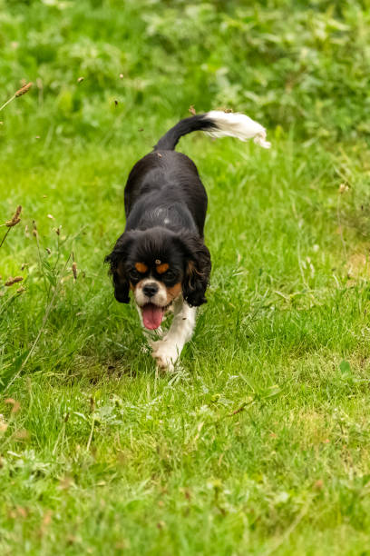 istock A dog cavalier king charles 1251951906