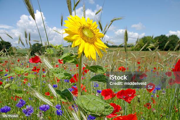 De Verão - Fotografias de stock e mais imagens de Ajardinado - Ajardinado, Amarelo, Ao Ar Livre